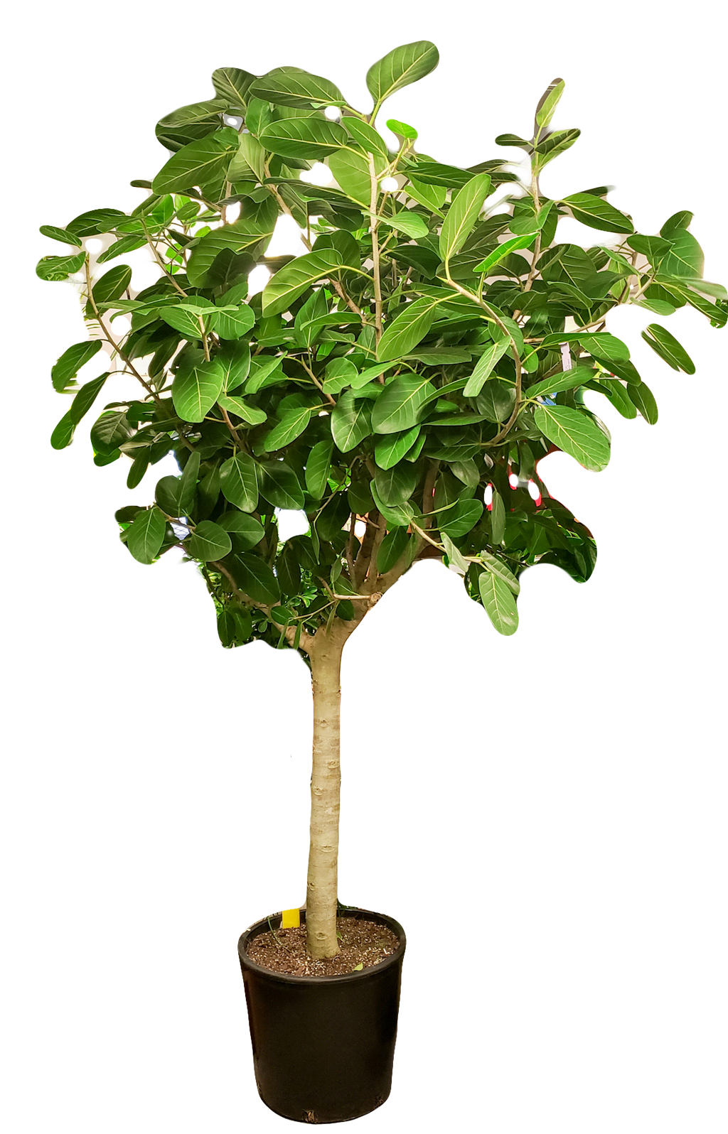 Ficus Audrey Large Standard