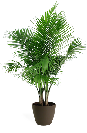Majesty Palm Large