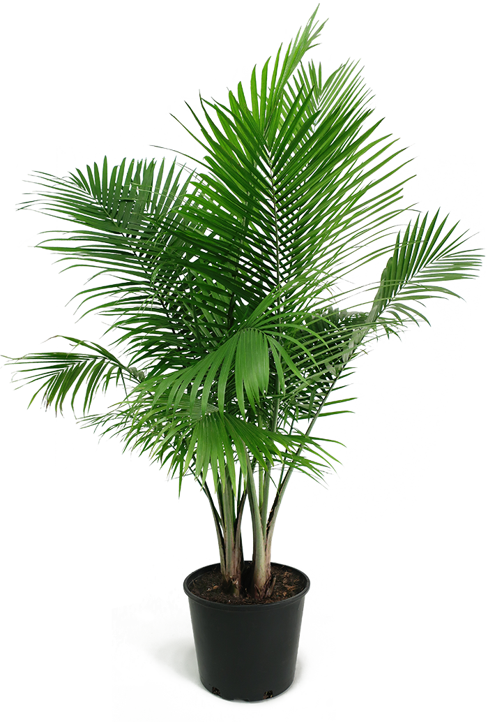 Majesty Palm Medium