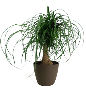 Ponytail Palm Small