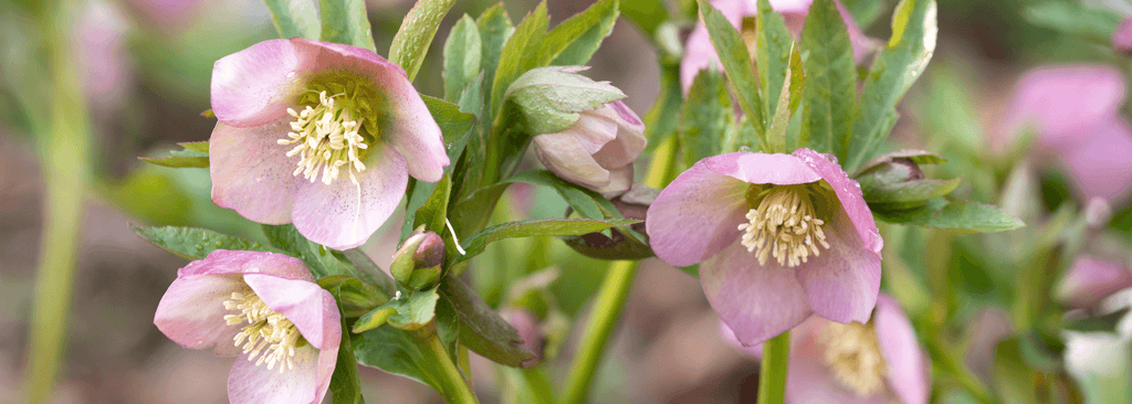 Late Winter Garden Tips & Planning