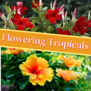 Flowering Tropicals