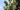 Guide to Conifers: Garden Evergreens