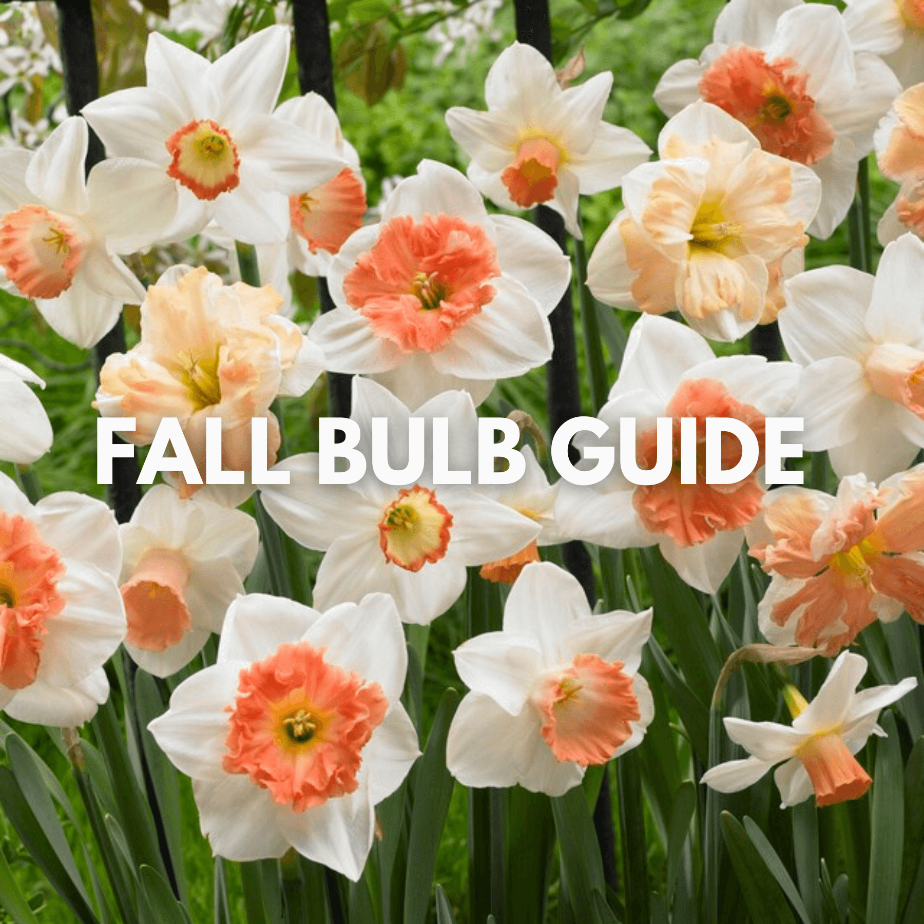 Your Guide to Fall Bulb Planting