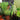 Growing Veggies & Herbs Header