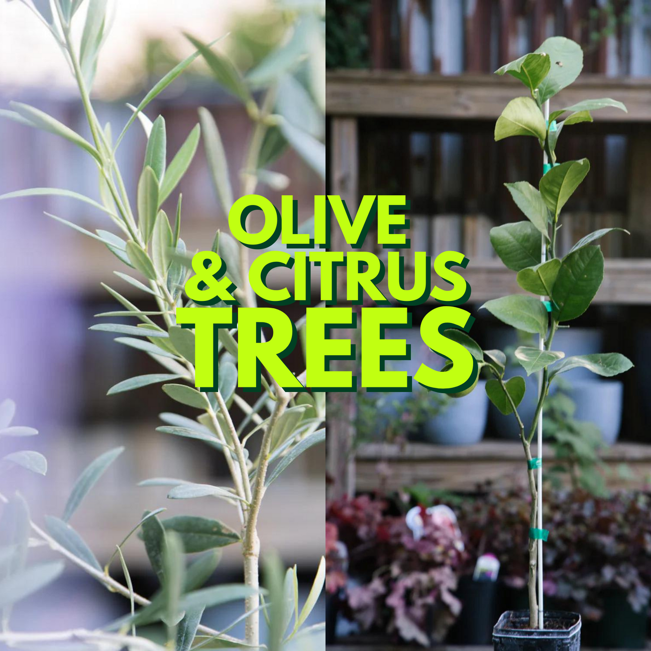 Olive & Citrus Trees
