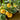How to Grow Olive & Citrus Trees Header