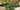 Indoor Bonsai Trees: A Complete Guide
