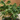 Indoor Bonsai Trees: A Complete Guide