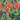 Native Plants for Urban Gardens