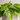 Philodendron: Common Varieties & Care