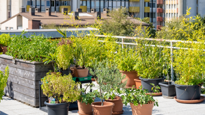 Terrace & Rooftop Planting