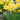 Your Guide to Fall Bulb Planting