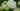 Endless Summer® Hydrangeas
