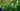 Fertilizers & Sprays Header