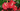 Flowering Indoor Plants Header