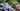 Flowering Trees and Shrubs Header