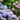 Flowering Trees and Shrubs Header