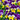 Annuals