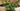 Bonsai Trees