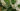 Large Indoor Plants Header