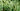Low Light Indoor Plants Header