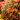 Chrysanthemums