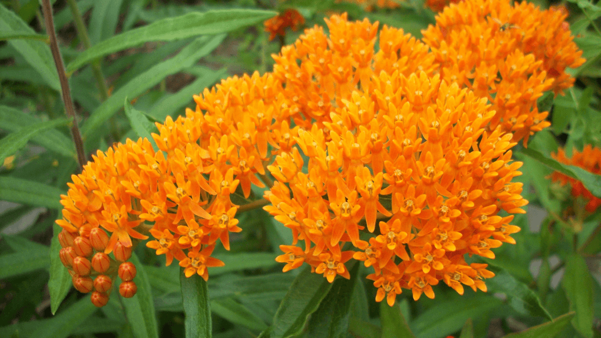 Native Plants for New York Gardeners | Delivery & Pick Up Available ...