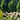 Outdoor Plants Header 