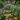 Perennials Header