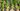 Seeds & Bulbs Header