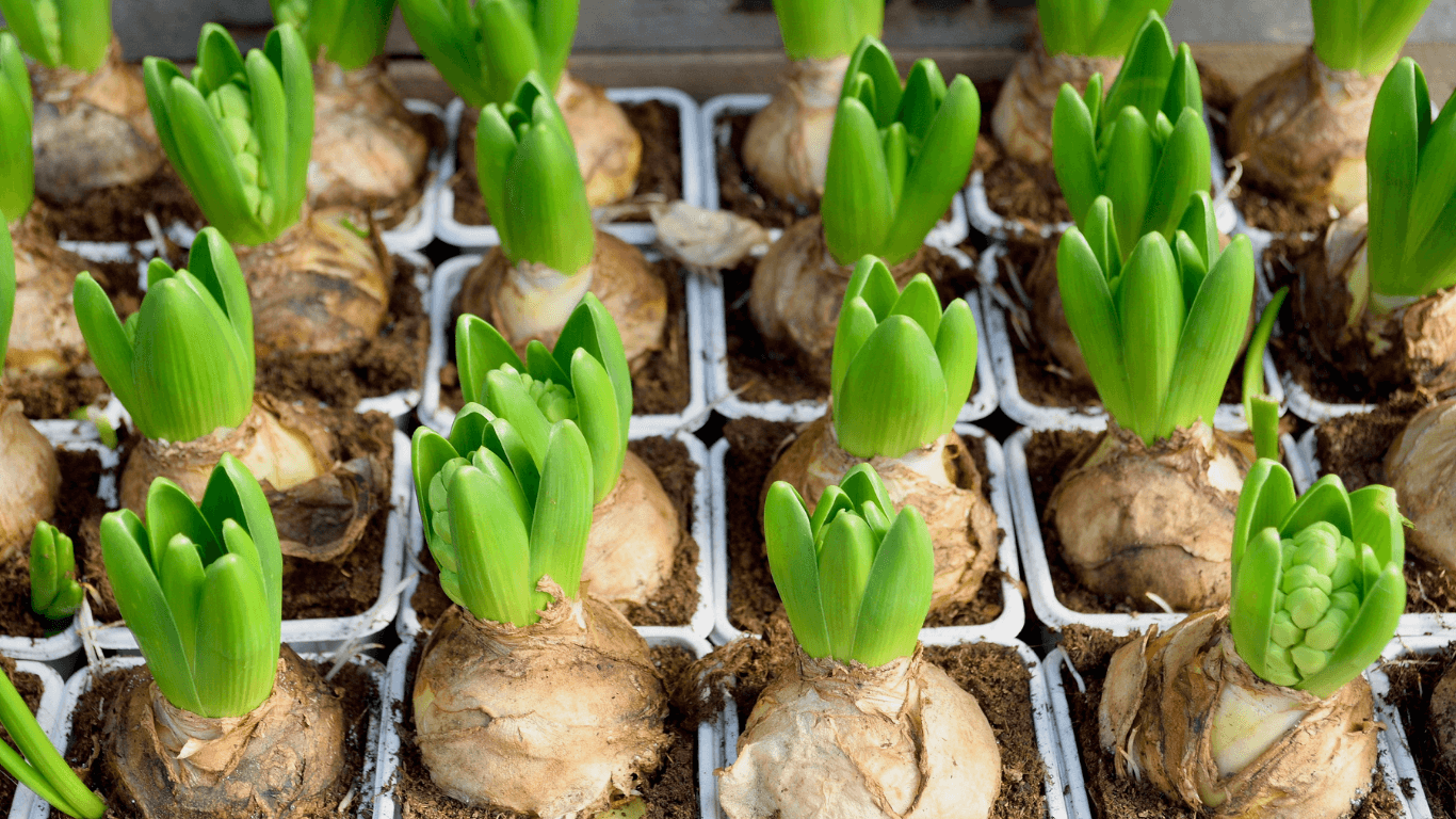 Forced Bulbs – Chelsea Garden Center