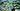 Shade Perennials Header