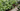 Small Indoor Plants Header