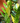 Collector Plants