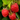 Raspberry Caroline