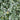 Helichrysum Petiolare White Licorice