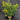 Solidago odora (Sweet Goldenrod)