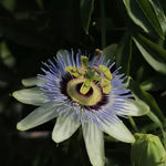 Passiflora 'Passion Flower'