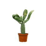 Prickly Pear Cactus Small