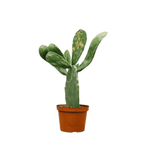 Prickly Pear Cactus Small