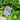 Hydrangea macrophylla Forever 'Early Sensation'