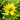 Echinacea purpurea 'Mellow Yellows' (Coneflower)