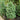 Ilex Crenata 'Chesapeake' (Japanese Holly) DVD