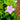 Ruellia humilis (Wild Petunia) CNT