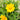 Coreopsis Lanceolata (Tickseed) PRC