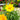Coreopsis Lanceolata (Tickseed) PRC NATIVE