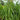 Ornamental Grass: Andropogon gerardii 'Rain Dance' (Big Blue Stem) PRC