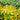 Spirea Double Play® 'Candy Corn®' OVD