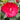 Hibiscus Summerific® 'Valentine's Crush' (Rose Mallow) OVD